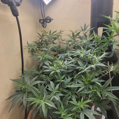 Plural Peach 1 growlog timeline photo