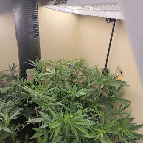 Power Plant 1 growlog timeline photo