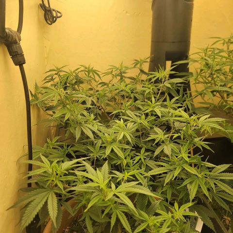 Plural Peach 1 growlog timeline photo
