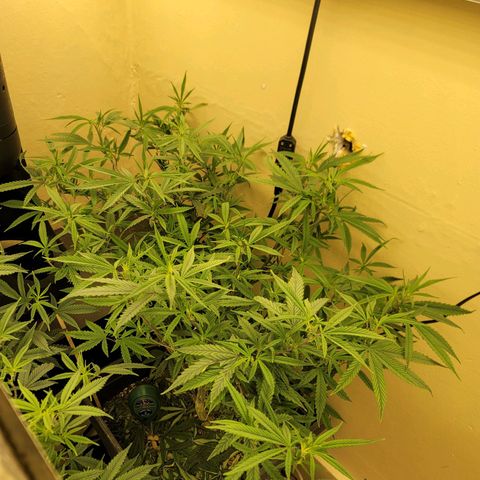Power Plant 1 growlog timeline photo