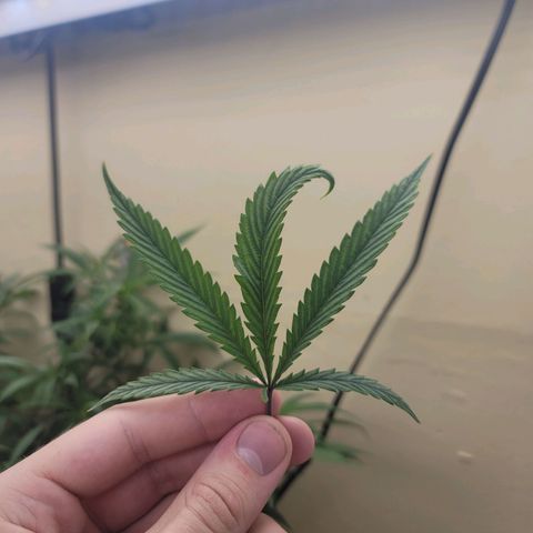 Power Plant 1 growlog photo: Huh