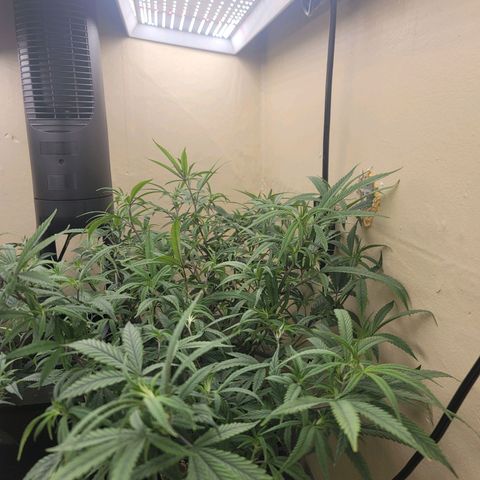 Power Plant 1 growlog timeline photo