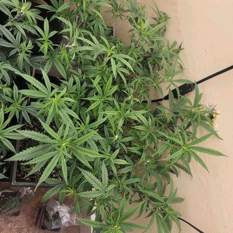 Power Plant 1 growlog timeline photo