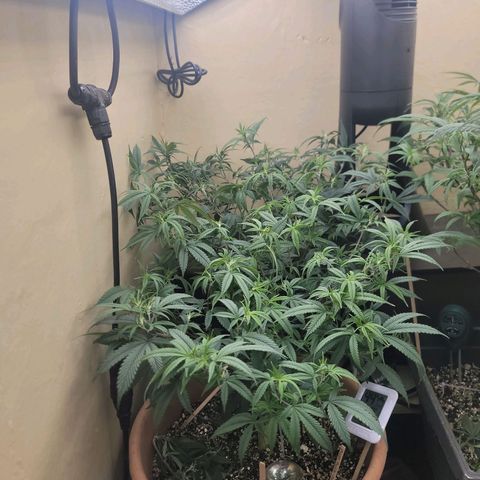 Plural Peach 1 growlog timeline photo