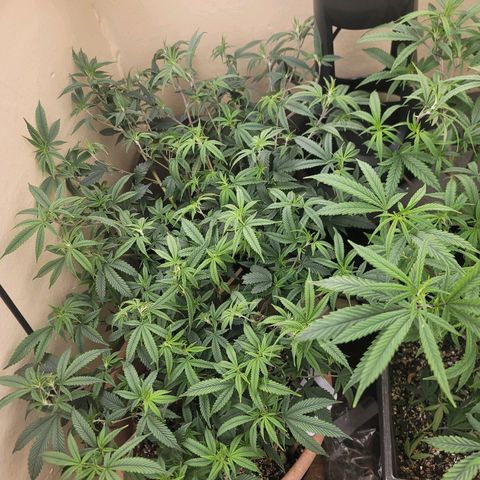 Plural Peach 1 growlog timeline photo