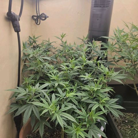 Plural Peach 1 growlog timeline photo