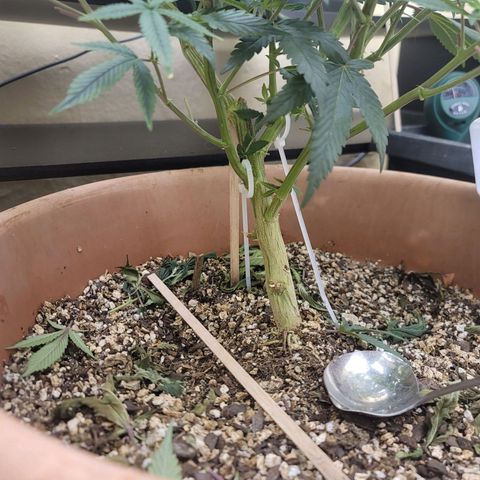 Plural Peach 1 growlog timeline photo