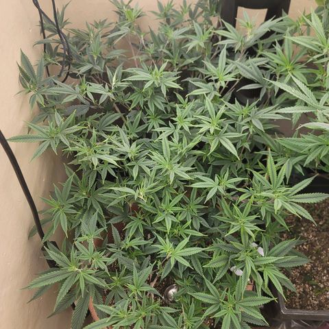 Plural Peach 1 growlog timeline photo