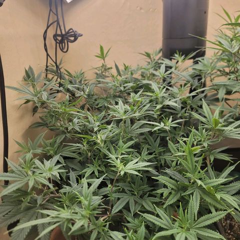 Plural Peach 1 growlog timeline photo