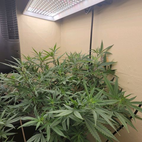 Power Plant 1 growlog timeline photo