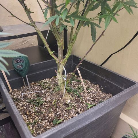 Power Plant 1 growlog timeline photo