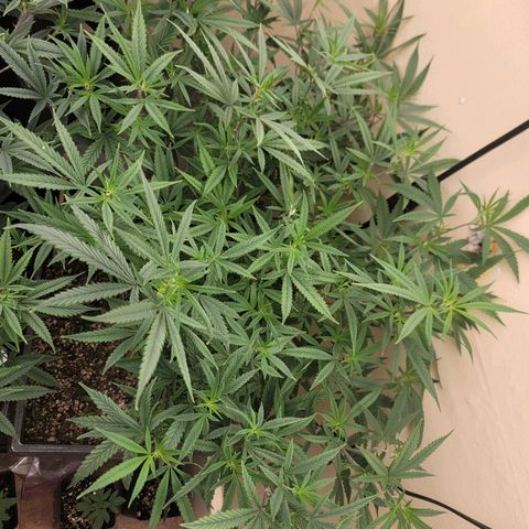 Power Plant 1 growlog timeline photo