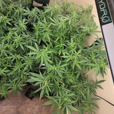 Power Plant 1 growlog timeline photo