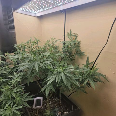 Power Plant 1 growlog timeline photo
