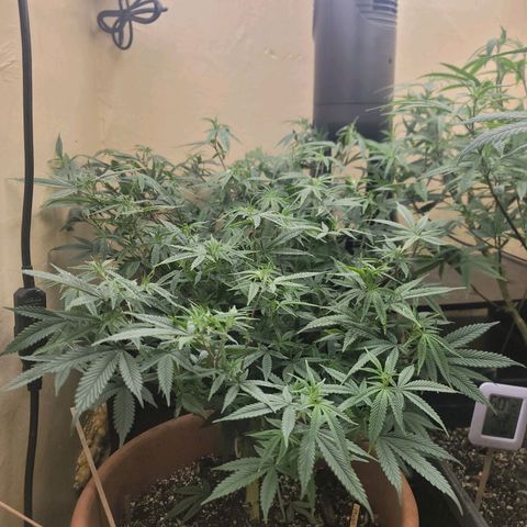 Plural Peach 1 growlog timeline photo