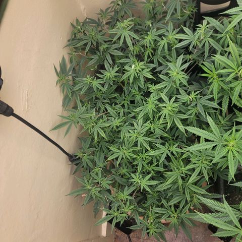 Plural Peach 1 growlog timeline photo