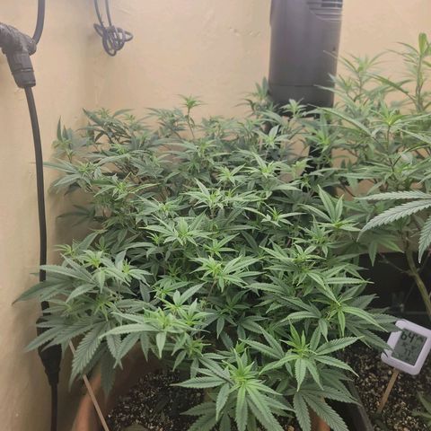 Plural Peach 1 growlog timeline photo
