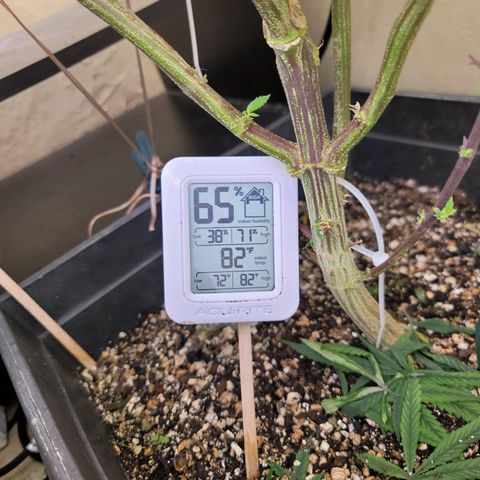 Plural Peach 1 growlog timeline photo