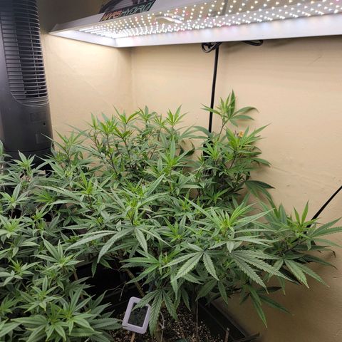 Power Plant 1 growlog timeline photo