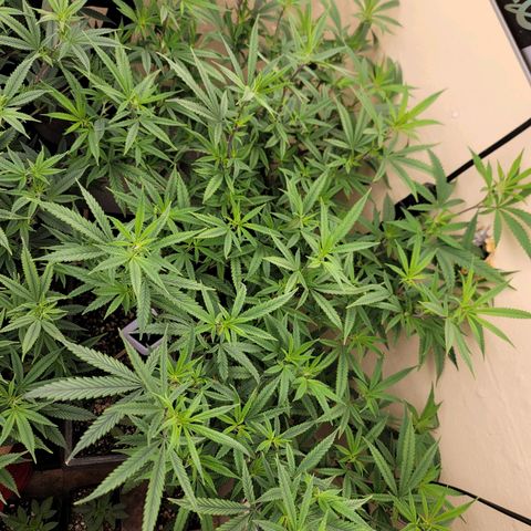 Power Plant 1 growlog timeline photo