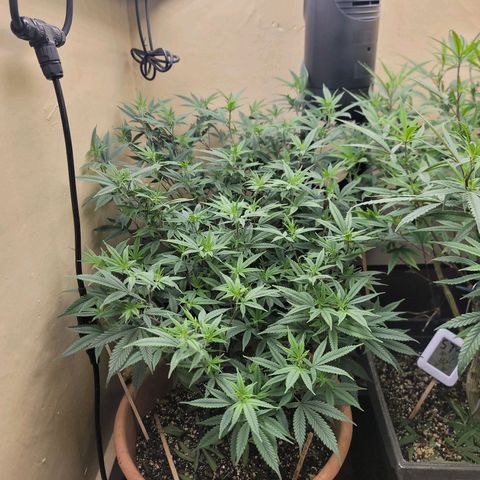 Plural Peach 1 growlog timeline photo