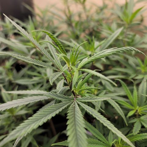 Power Plant 1 growlog timeline photo