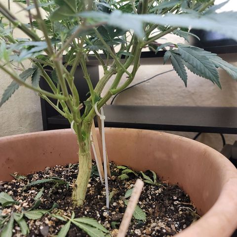 Plural Peach 1 growlog timeline photo