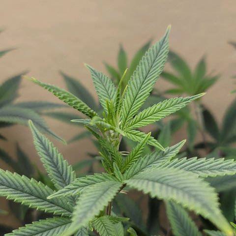 Plural Peach 1 growlog timeline photo