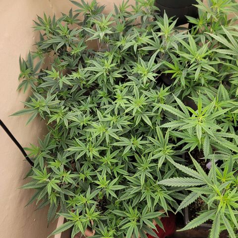 Plural Peach 1 growlog timeline photo