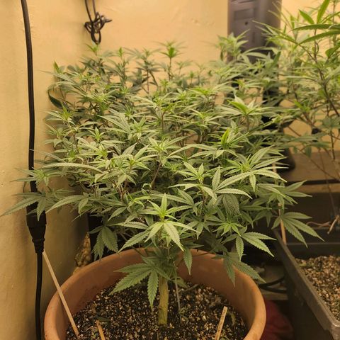 Plural Peach 1 growlog timeline photo