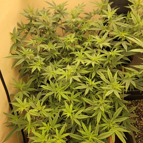 Plural Peach 1 growlog timeline photo