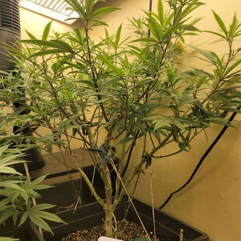 Power Plant 1 growlog timeline photo