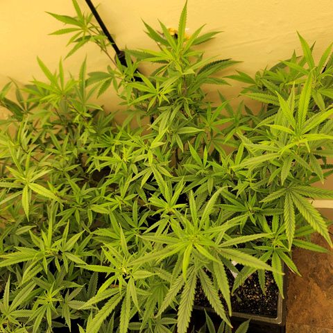 Power Plant 1 growlog timeline photo