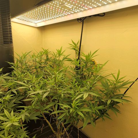 Power Plant 1 growlog timeline photo