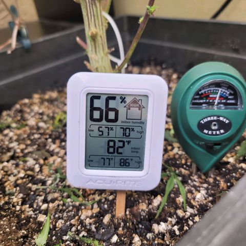 Plural Peach 1 growlog timeline photo