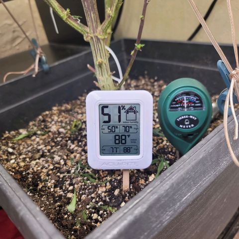 Plural Peach 1 growlog timeline photo