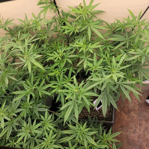 Power Plant 1 growlog timeline photo