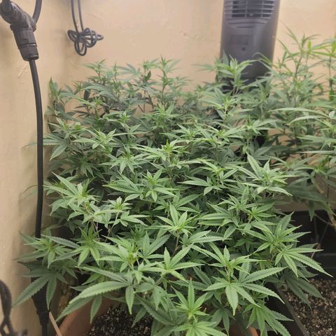 Plural Peach 1 growlog timeline photo