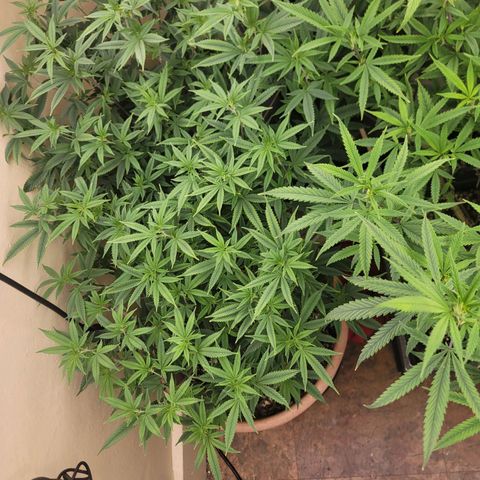 Plural Peach 1 growlog timeline photo