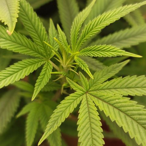 Plural Peach 1 growlog timeline photo