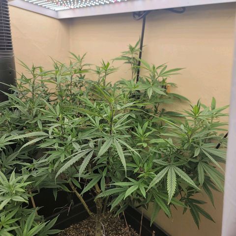 Power Plant 1 growlog timeline photo
