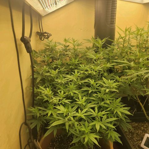 Plural Peach 1 growlog timeline photo
