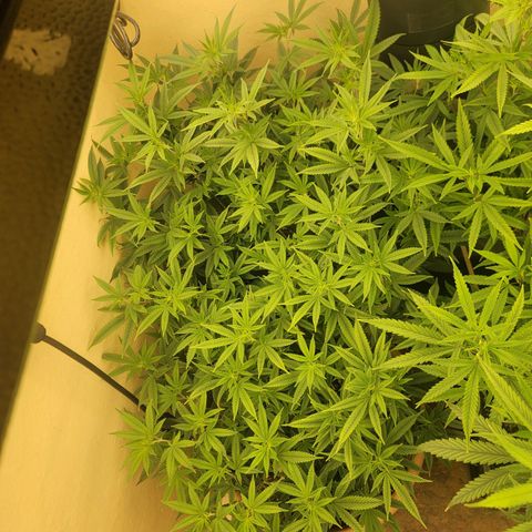 Plural Peach 1 growlog timeline photo