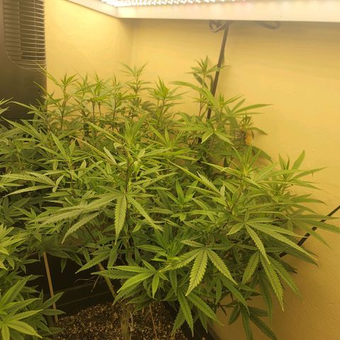 Power Plant 1 growlog timeline photo