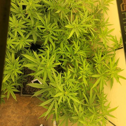 Power Plant 1 growlog timeline photo