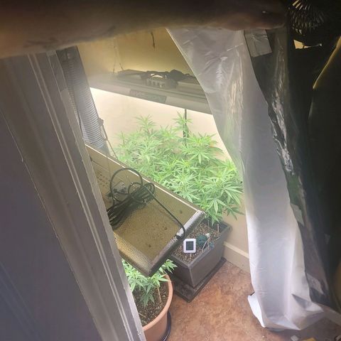 Plural Peach 1 growlog timeline photo