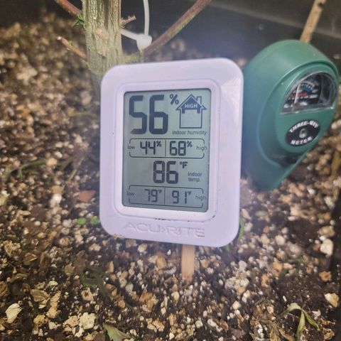 Plural Peach 1 growlog timeline photo