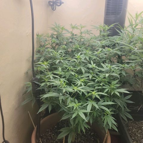 Plural Peach 1 growlog timeline photo