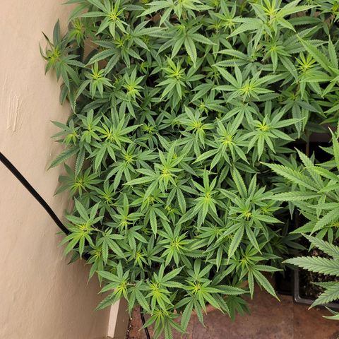 Plural Peach 1 growlog timeline photo