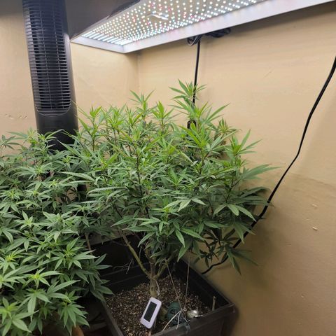 Power Plant 1 growlog timeline photo